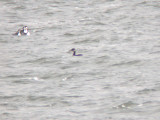 Red-necked Grebe