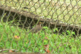 Bare-eyed Thrush