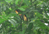 Black-capped Donacobius