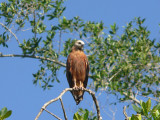 Black-collared Hawk