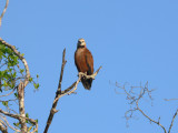 Black-collared Hawk