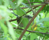 Black-striped Sparrow