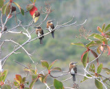 Brown Jacamar