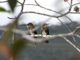 Brown Jacamar