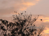 Crested Oropendola sunset