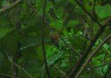 Copper-rumped Hummingbird