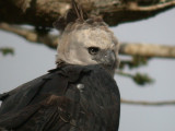 Harpy Eagle