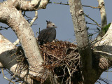 Harpy Eagle