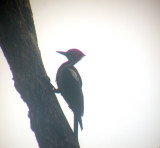 Lineated Woodpecker