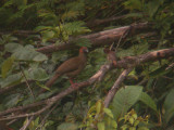 Little Chachalaca