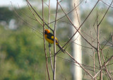 Orange-crowned Oriole