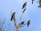 Red-Fan Parrots