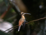 Reddish Hermit