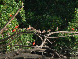 Scarlet Ibis