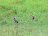 Southern Lapwings