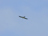 Swallow-tailed Kite