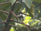 White-necked Puffbird