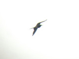 Magnificent Frigatebird