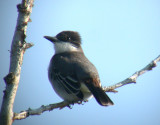 Loggerhead Kingbird