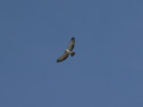 Short-tailed Hawk