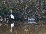 Roseate Spoonbill & Great White Heron