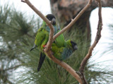 Black-hooded Parakeets