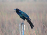 Boat-tailed Grackle