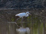 Great White Heron