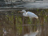Great White Heron