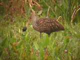 Limpkin