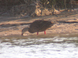 Mottled Duck