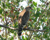 Red-shouldered Hawk