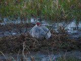 Sandhill Crane