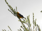 Spot-breasted Oriole