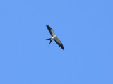 Swallow-tailed Kite