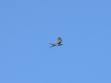 Swallow-tailed Kite