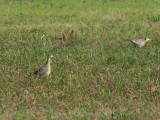 Upland Sandpipers