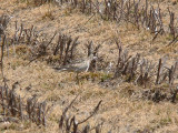 Upland Sandpiper