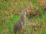 American Bittern