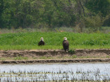 Bald Eagles