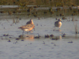 Red Knots