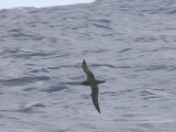 Sooty Shearwater