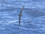 Trindade (Herald) Petrel