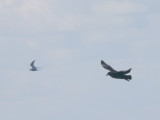 Arctic Tern & South Polar Skua