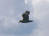 South Polar Skua