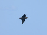 South Polar Skua