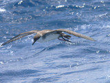 Greater Shearwater