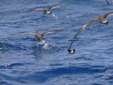 Greater Shearwaters & Wilsons Storm-Petrels