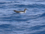 Audubons Shearwater
