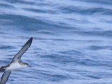 Audubons Shearwater